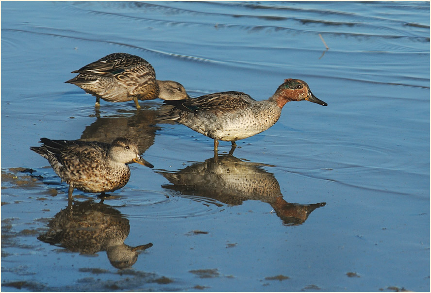 Krickente (Anas crecca)