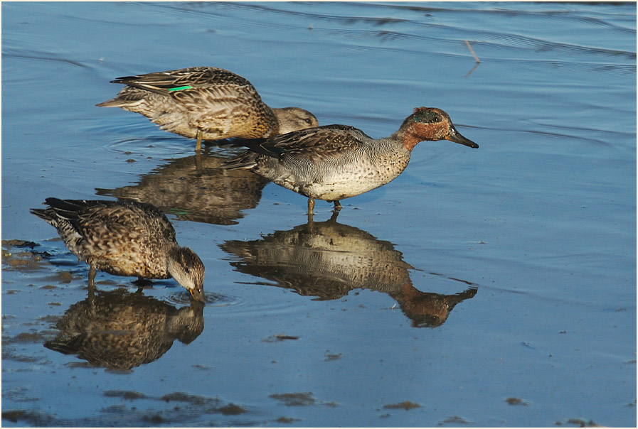 Krickente (Anas crecca)