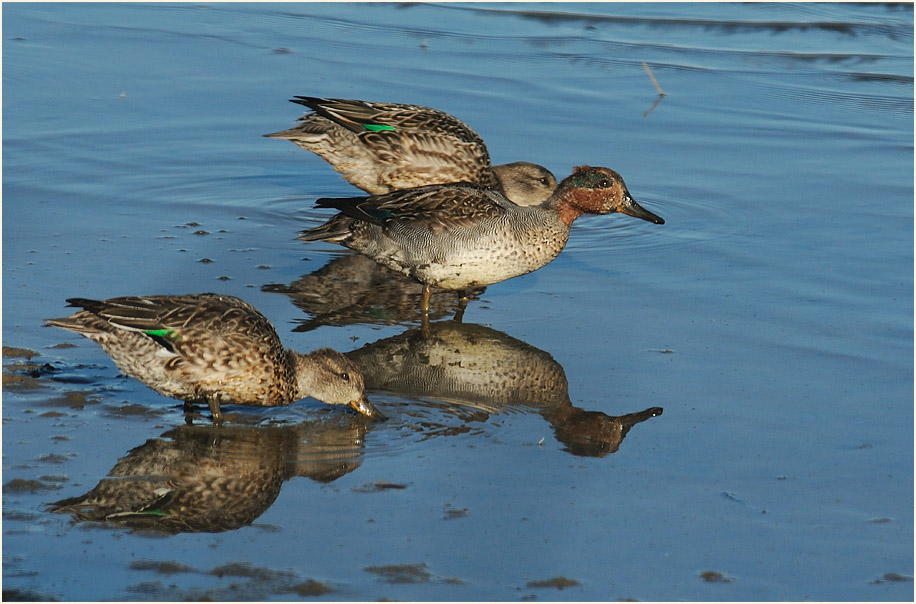 Krickente (Anas crecca)