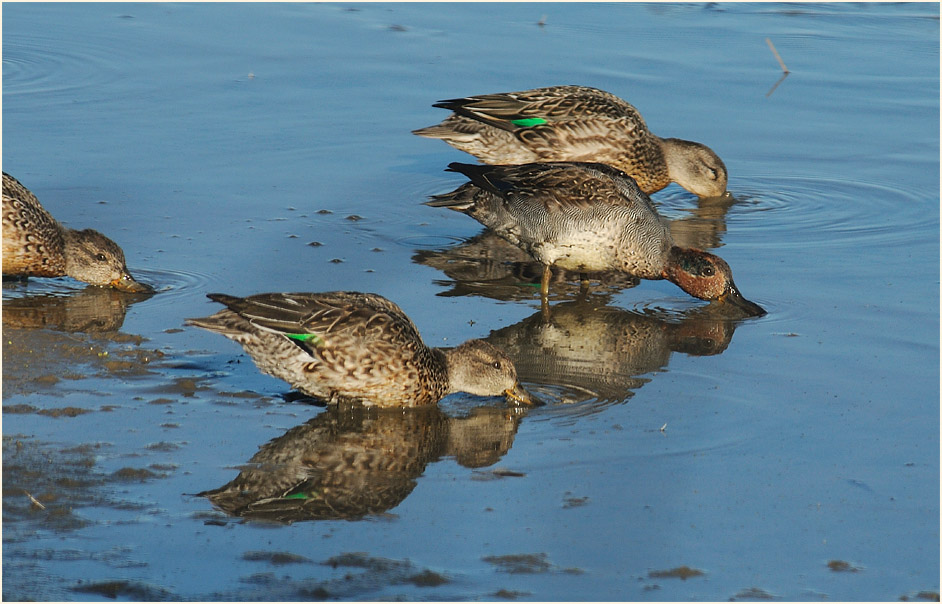 Krickente (Anas crecca)