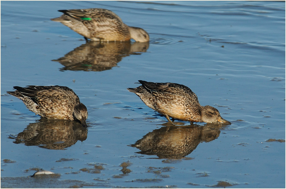Krickente (Anas crecca)