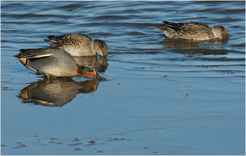 Krickente (Anas crecca)