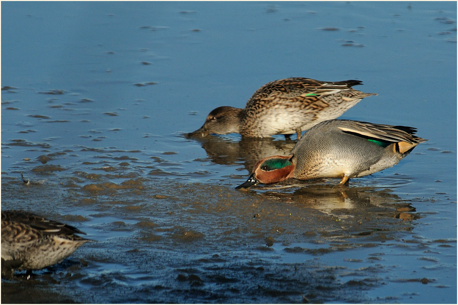 Krickente (Anas crecca)
