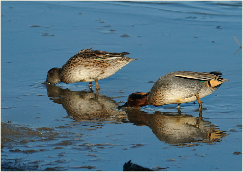 Krickente (Anas crecca)