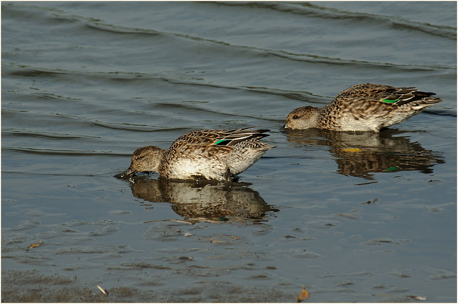 Krickente (Anas crecca)