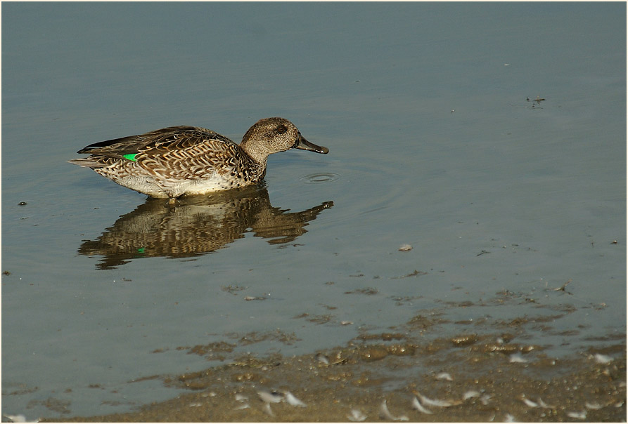 Krickente (Anas crecca)