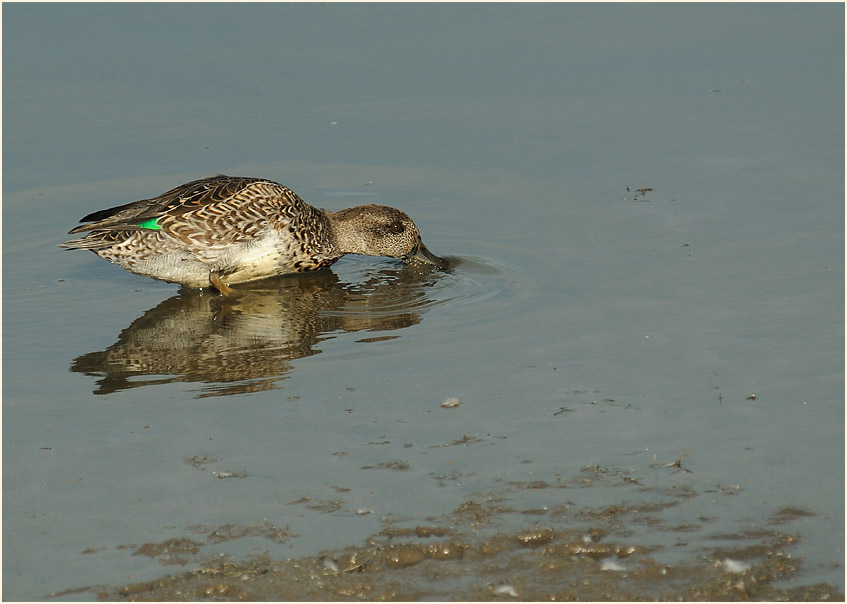 Krickente (Anas crecca)
