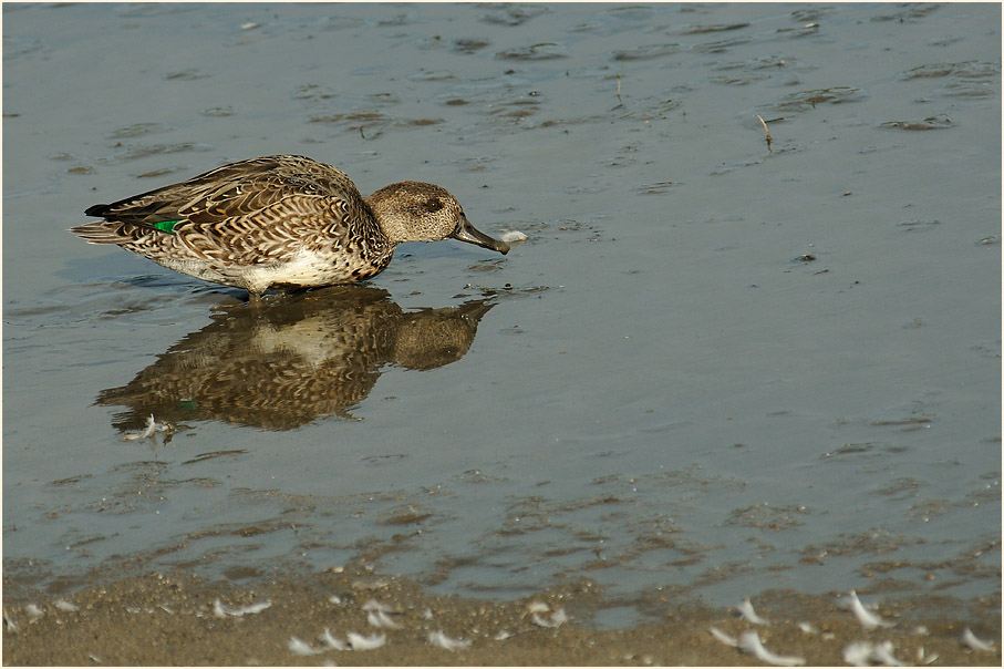 Krickente (Anas crecca)