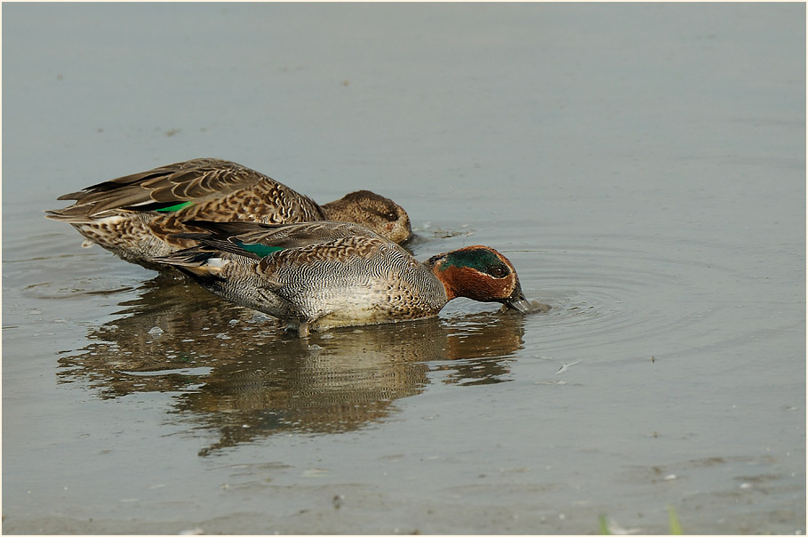 Krickente (Anas crecca)