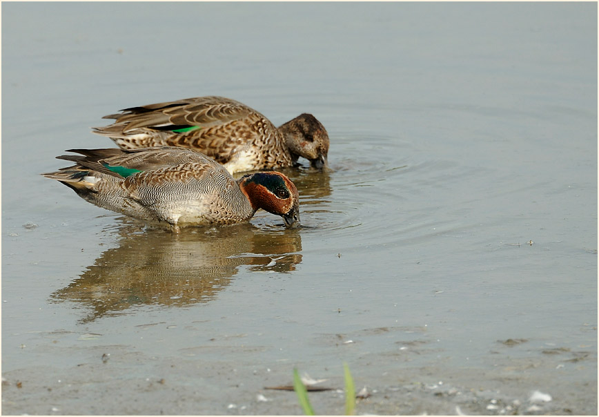 Krickente (Anas crecca)