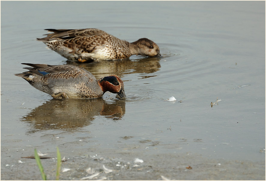 Krickente (Anas crecca)