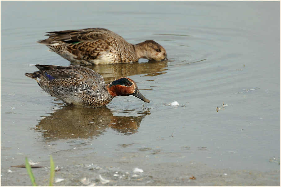 Krickente (Anas crecca)
