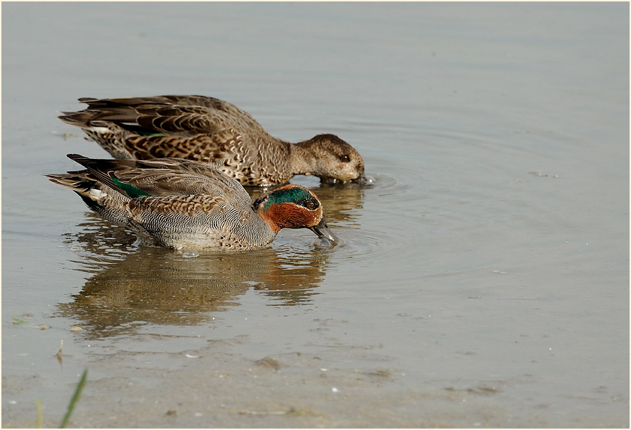 Krickente (Anas crecca)