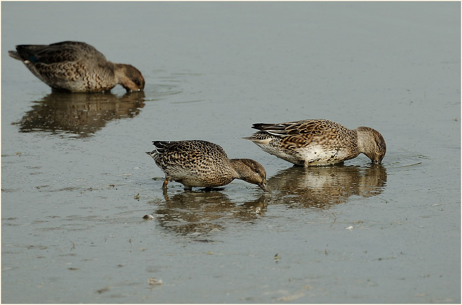 Krickente (Anas crecca)