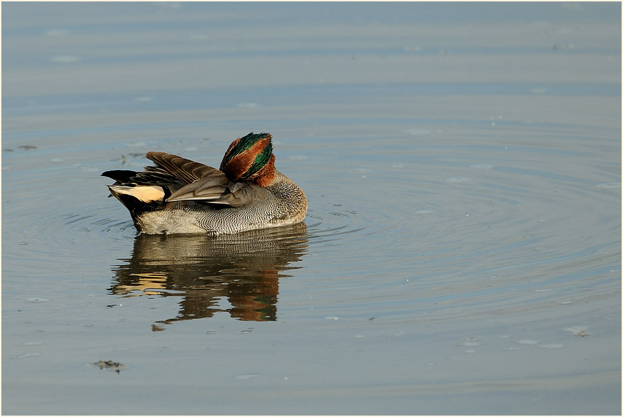 Krickente (Anas crecca)