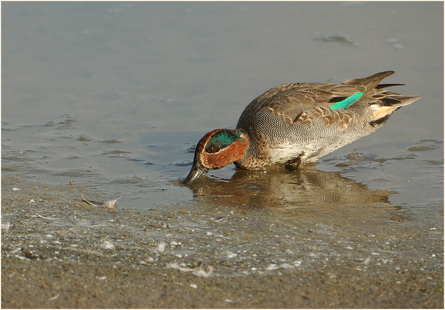 Krickente (Anas crecca)