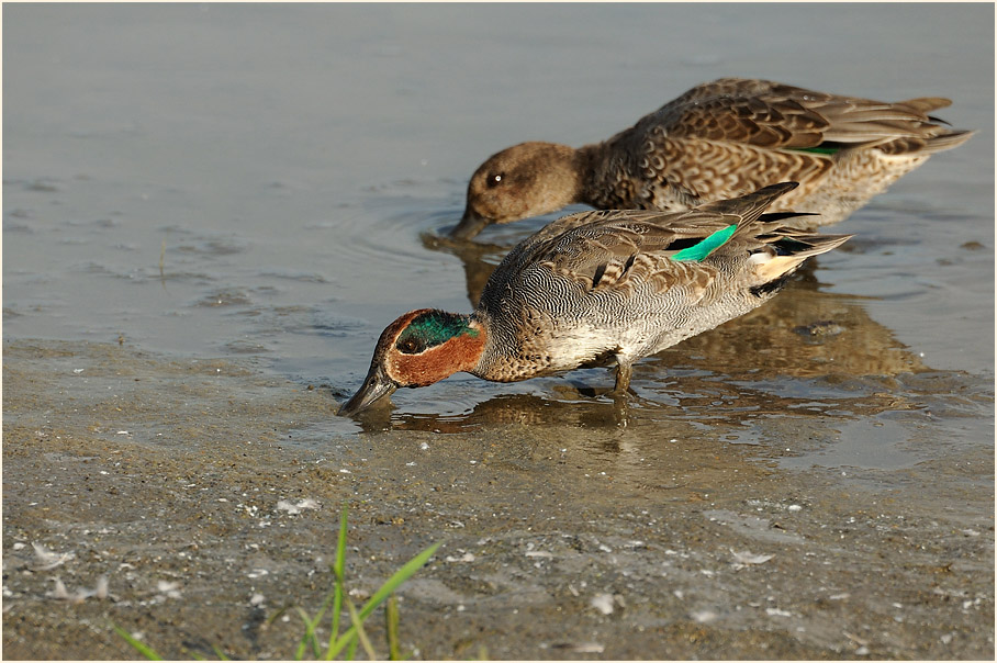 Krickente (Anas crecca)