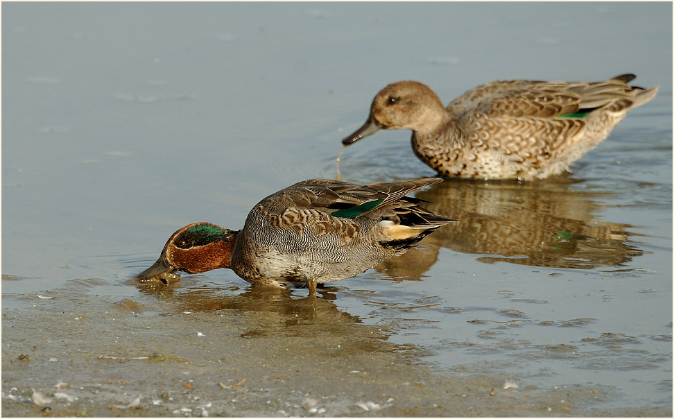 Krickente (Anas crecca)