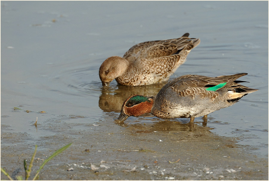 Krickente (Anas crecca)