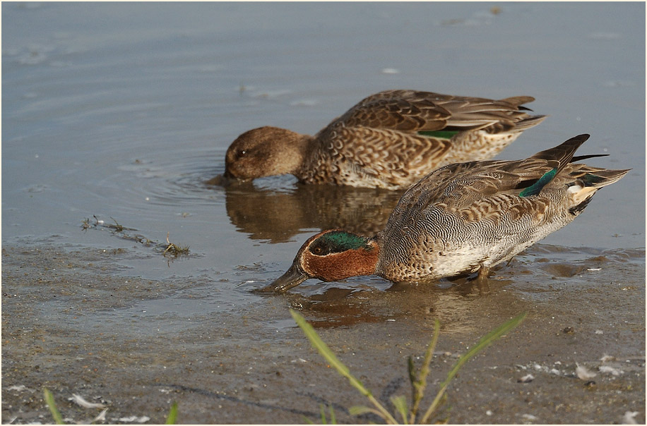 Krickente (Anas crecca)