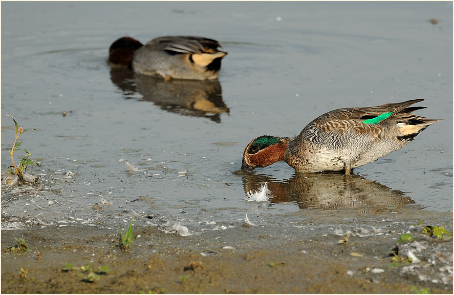 Krickente (Anas crecca)