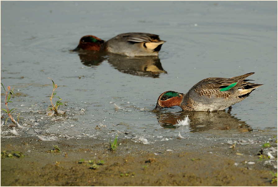 Krickente (Anas crecca)