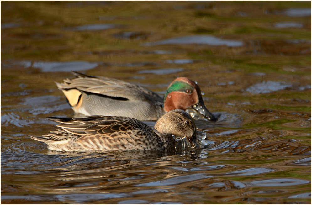 Krickente (Anas crecca)