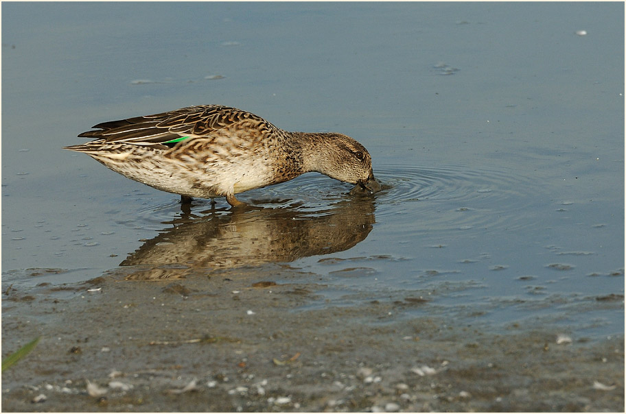 Krickente (Anas crecca)