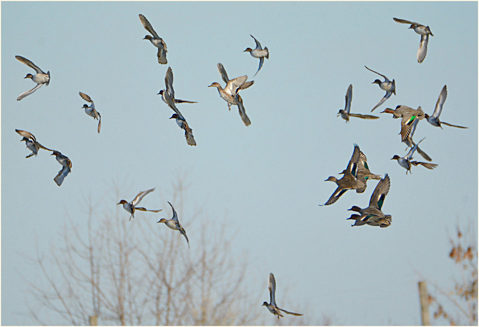 Krickente (Anas crecca)