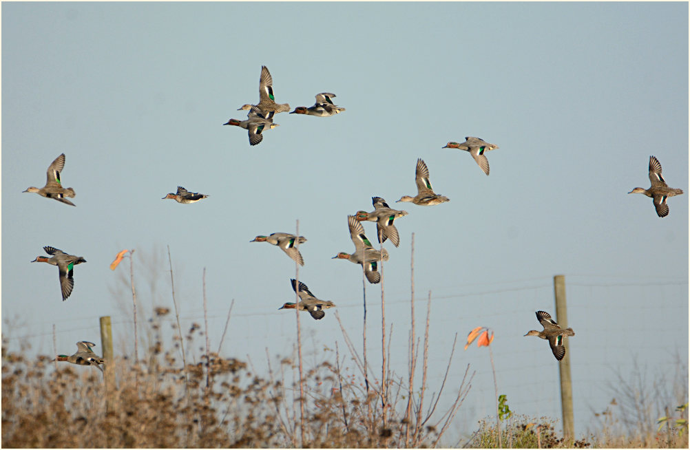 Krickente (Anas crecca)