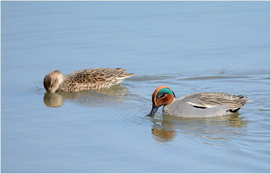 Krickente (Anas crecca)