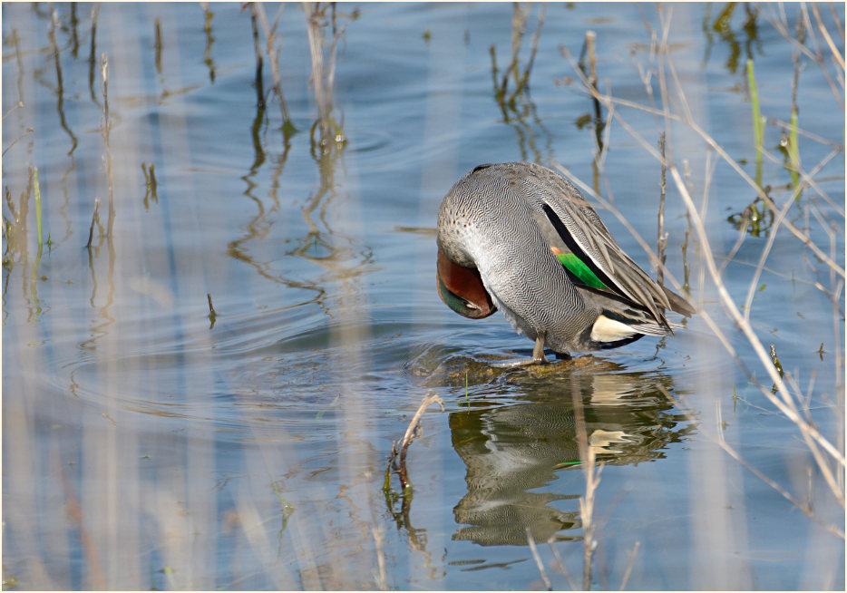 Krickente (Anas crecca)