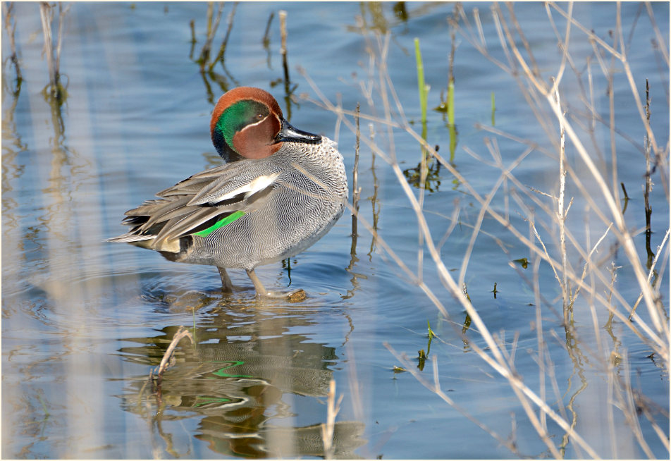 Krickente (Anas crecca)