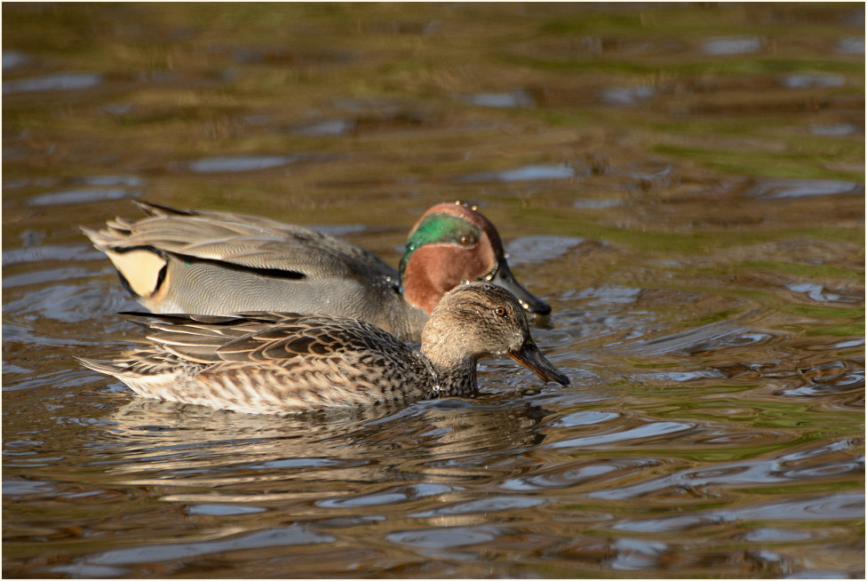 Krickente (Anas crecca)