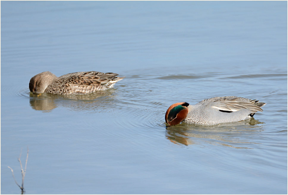 Krickente (Anas crecca)
