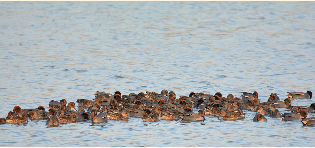 Krickente (Anas crecca)