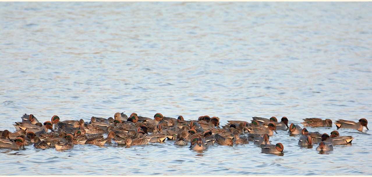 Krickente (Anas crecca)