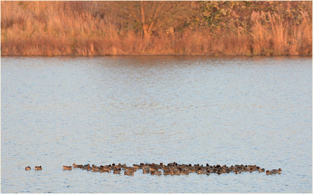 Krickente (Anas crecca)