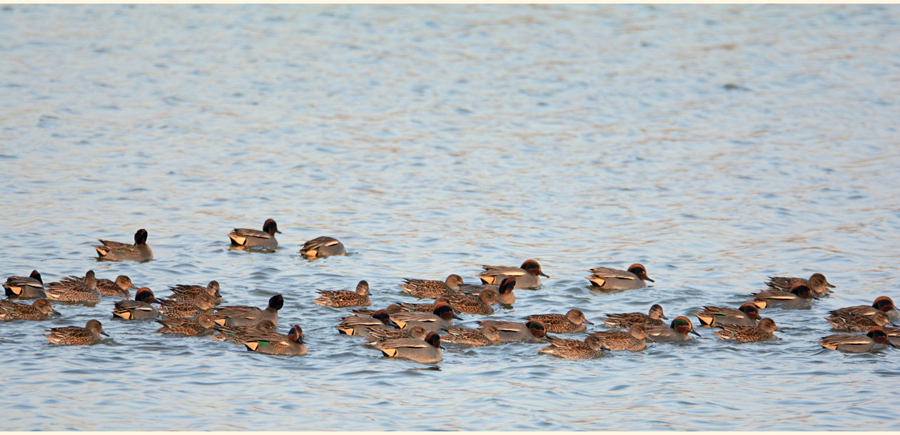 Krickente (Anas crecca)