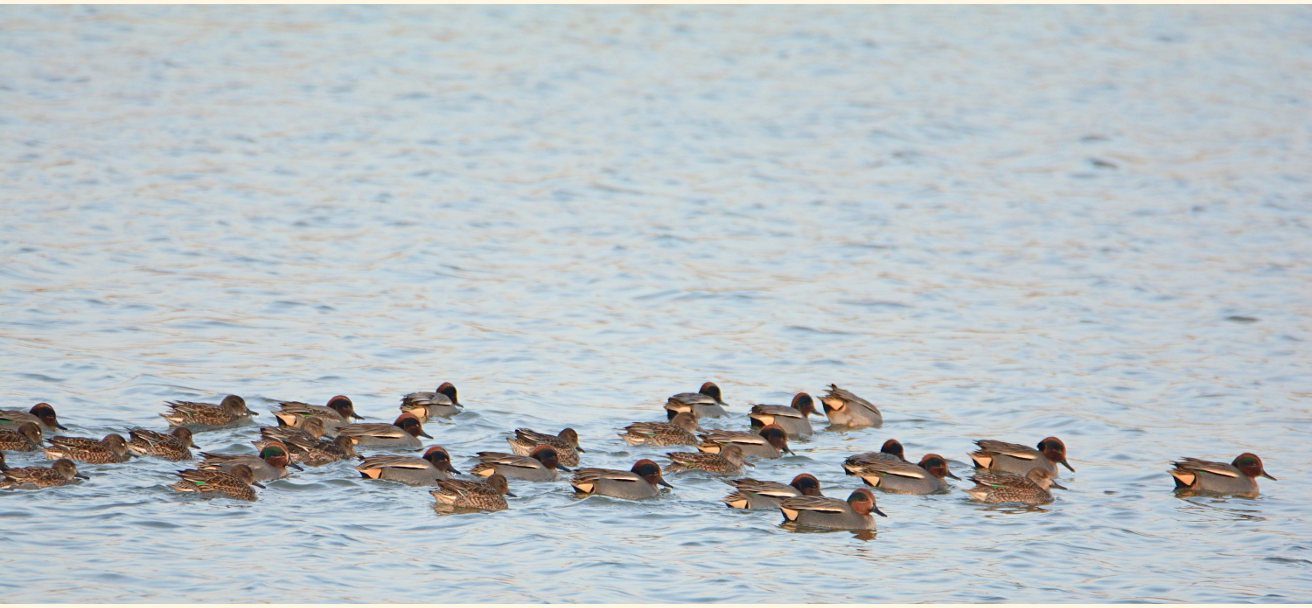 Krickente (Anas crecca)