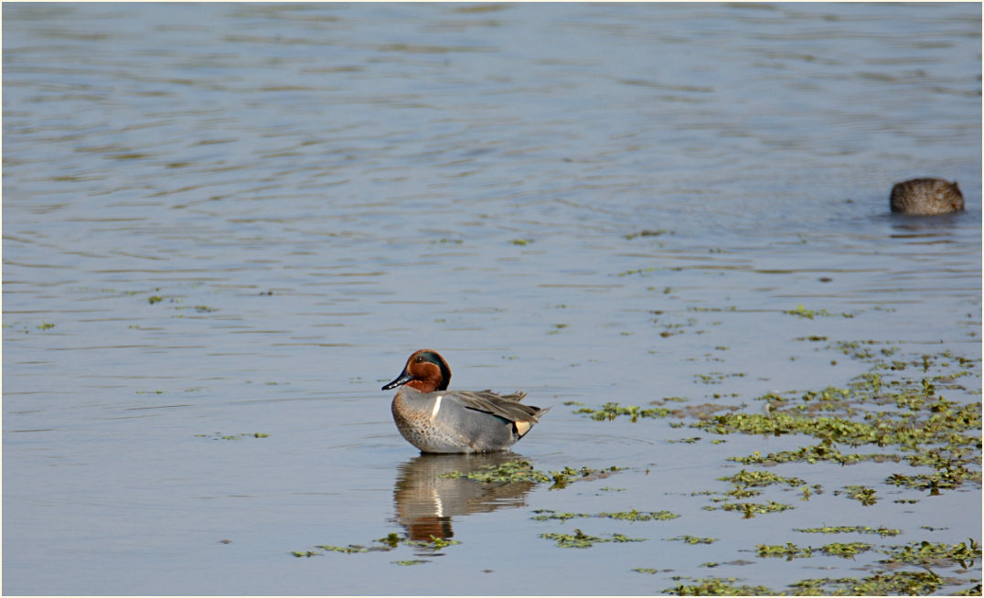 Carolinakrickente (Anas carolinensis)