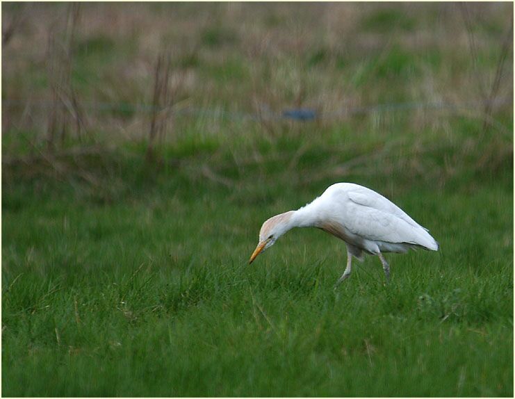 Kuhreiher (Ardeola ibis)