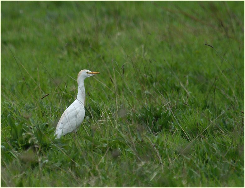 Kuhreiher (Ardeola ibis)