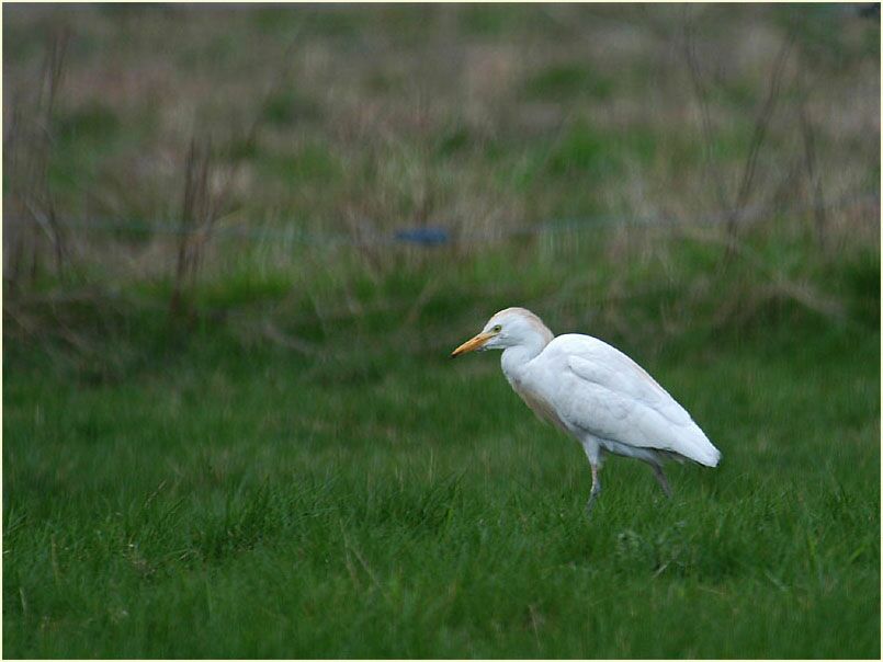 Kuhreiher (Ardeola ibis)
