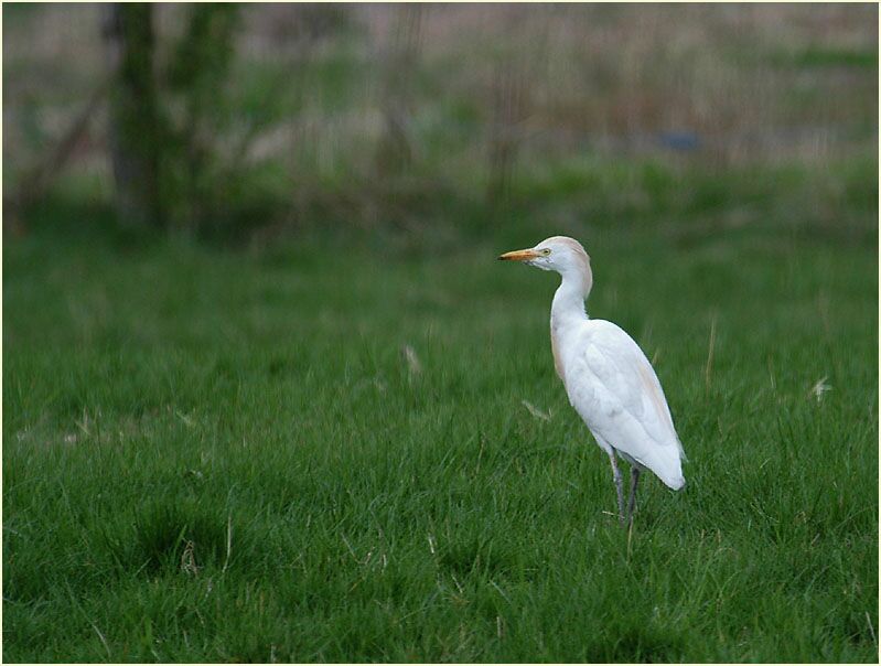 Kuhreiher (Ardeola ibis)
