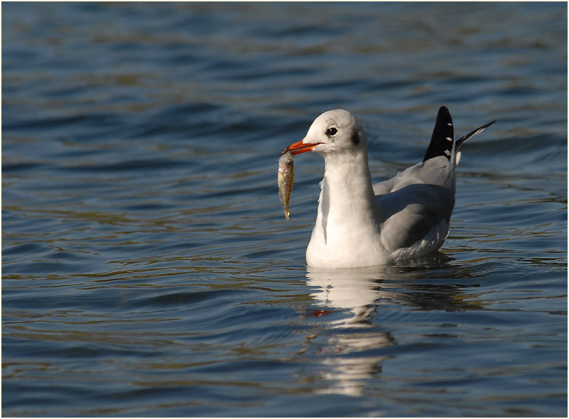 Lachmöwe (Larus ridibundus)