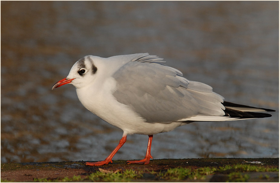 Lachmöwe (Larus ridibundus)