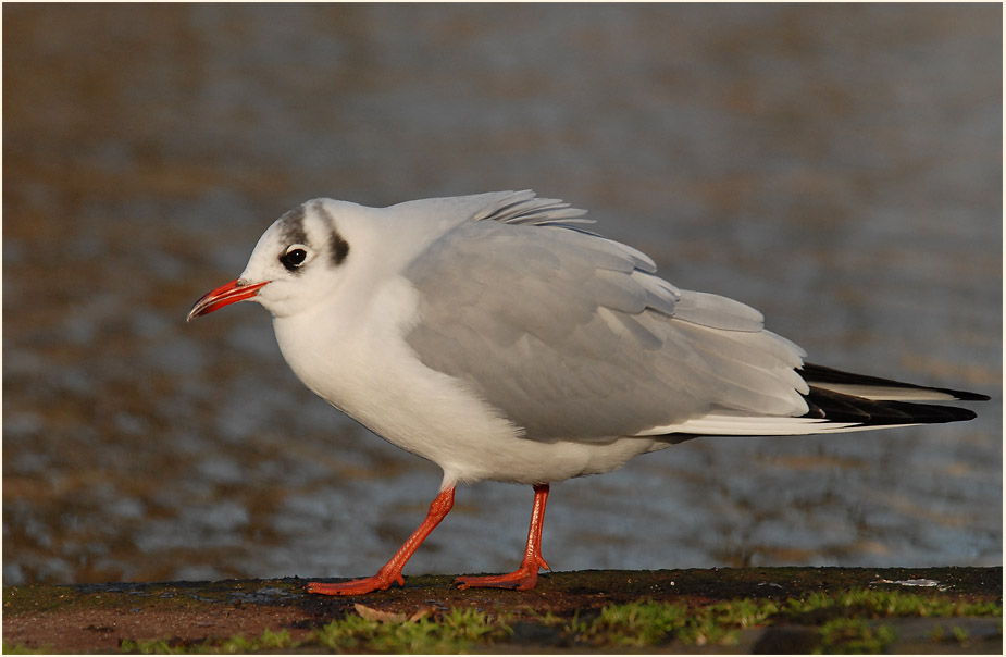 Lachmöwe (Larus ridibundus)