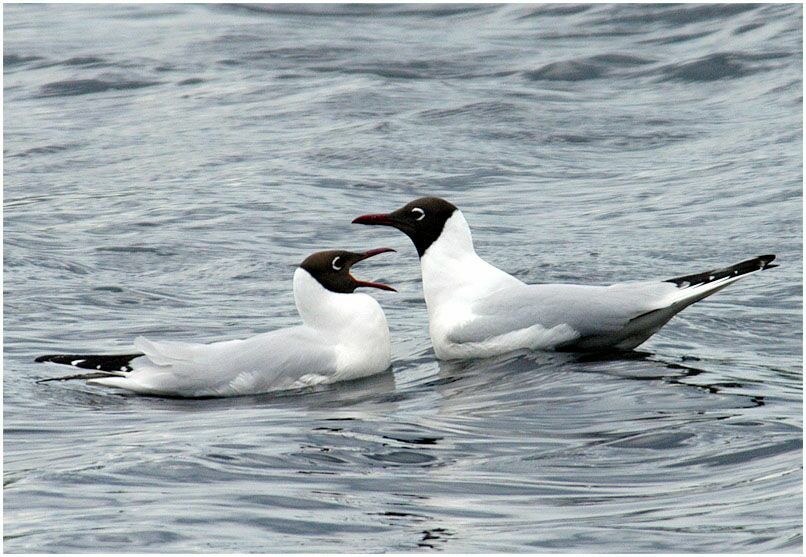 Lachmöwe (Larus ridibundus)