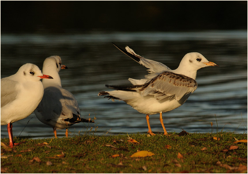 Lachmöwe (Larus ridibundus)